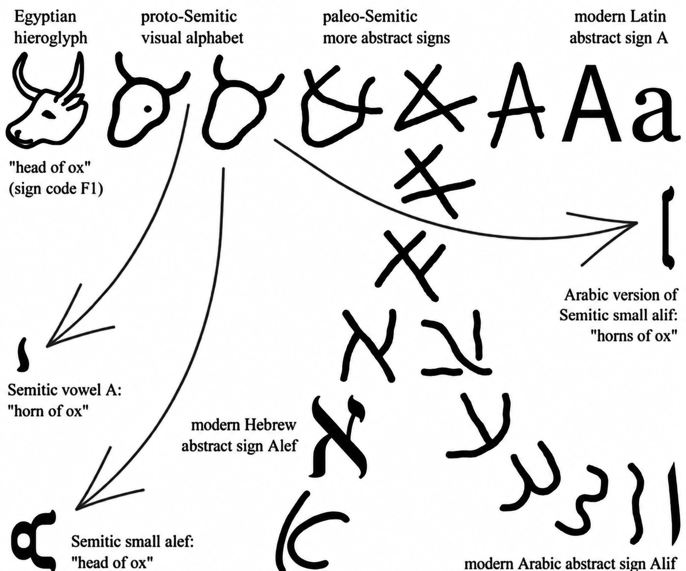 Evolution of the alef — from Egyptian hieroglyph through proto-Semitic to Hebrew, Arabic and Latin abstract forms