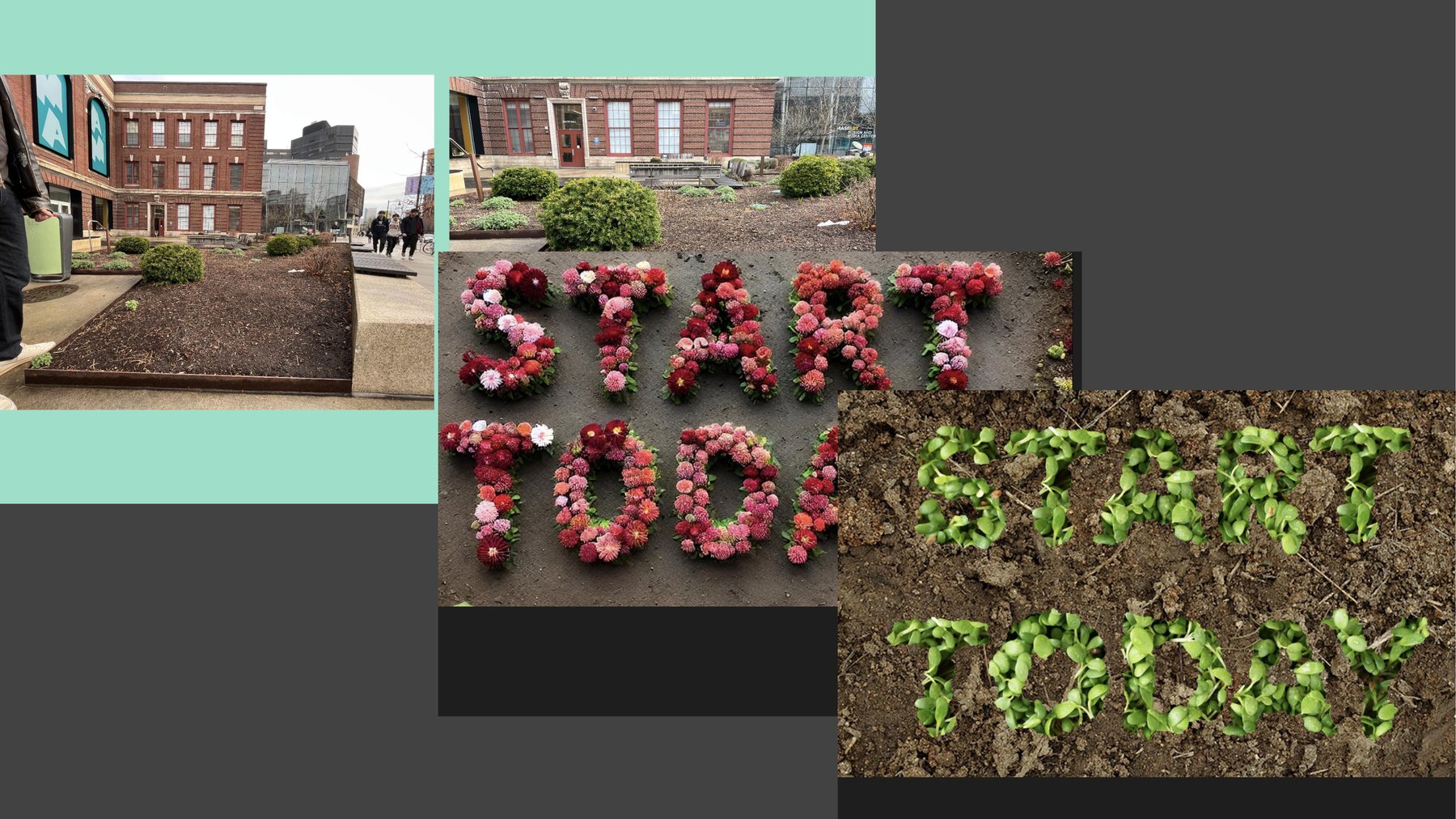 Plant type explorations — flowers, lettuce, turf